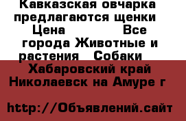 Кавказская овчарка -предлагаются щенки › Цена ­ 20 000 - Все города Животные и растения » Собаки   . Хабаровский край,Николаевск-на-Амуре г.